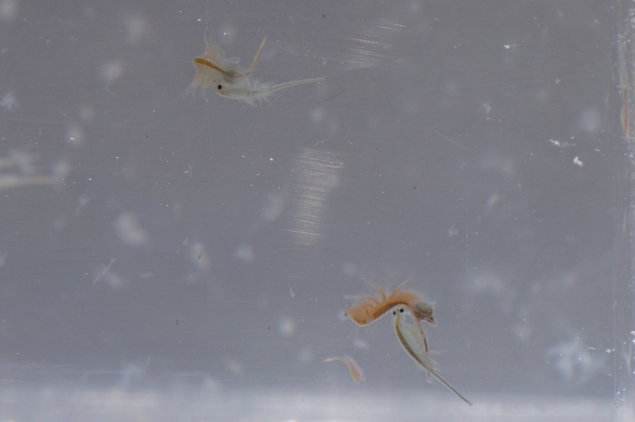 Artemia monica Verrill, 1869