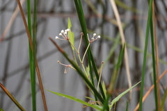 Asclepias perennis