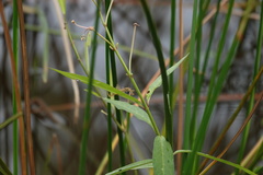 Asclepias perennis