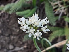Allium denudatum