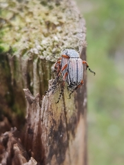 Macrodactylus mexicanus
