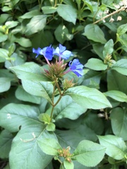Ceratostigma
