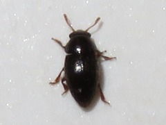 Brachypterus urticae