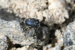 Omphalapion hookerorum