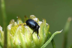 Omphalapion hookerorum