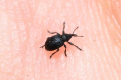 Omphalapion hookerorum