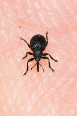 Omphalapion hookerorum