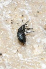 Omphalapion hookerorum