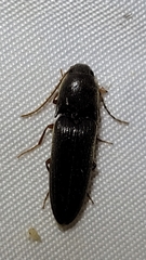 Megapenthes insignis