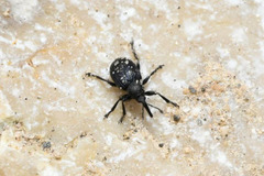 Omphalapion hookerorum