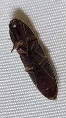 Megapenthes insignis