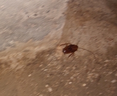 Periplaneta americana