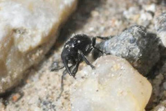 Omphalapion hookerorum