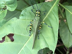 Chromacris psittacus