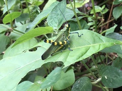 Chromacris psittacus