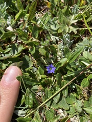 Gentiana prostrata