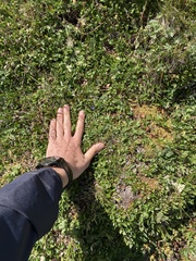 Gentiana prostrata