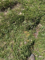 Gentiana prostrata