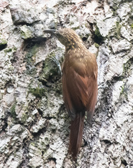 Lepidocolaptes souleyetii