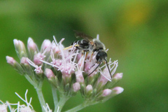 Halictus