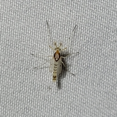 Coelotanypus concinnus