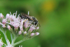 Halictus