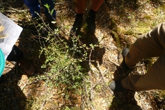 Pittosporum divaricatum