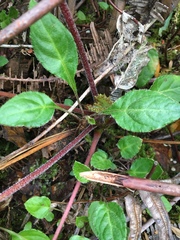 Gunnera macrophylla
