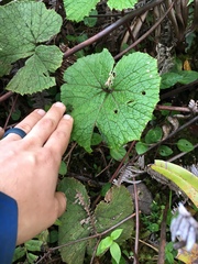 Gunnera macrophylla