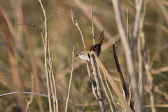 Limnoctites sulphuriferus