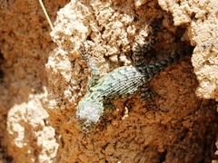 Sceloporus hondurensis