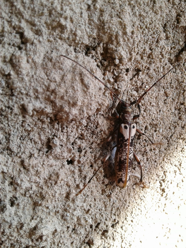 Xystrocera ansorgei