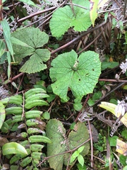 Gunnera macrophylla