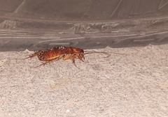 Periplaneta americana