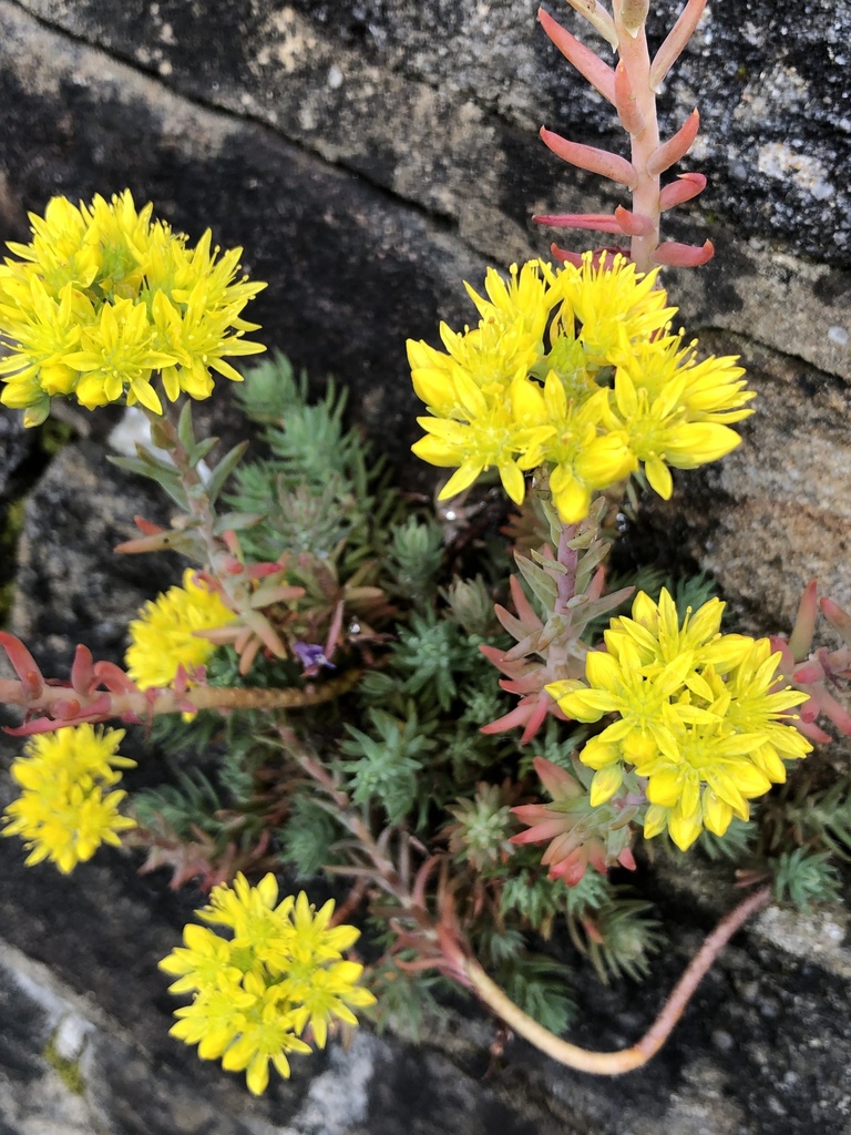 Blue spruce sedum