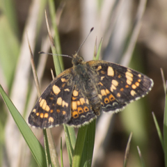 Phyciodes pulchella camillus