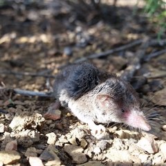 Notiosorex crawfordi