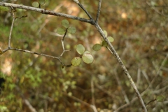 Neomyrtus pedunculata