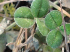 Trifolium repens
