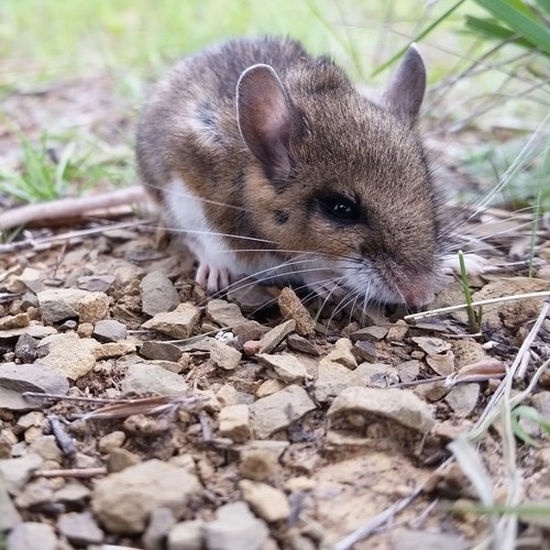 Gambel's Deer Mouse