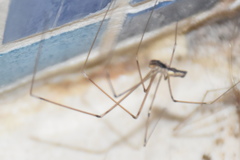 Holocnemus pluchei