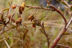 Gaultheria macrostigma