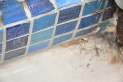 Holocnemus pluchei