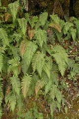 Cranfillia vulcanica