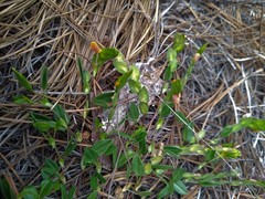 Zornia thymifolia