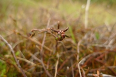 Gaultheria macrostigma