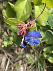 Ceratostigma plumbaginoides