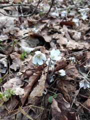 Hepatica acutiloba