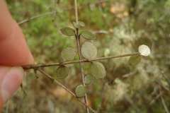 Neomyrtus pedunculata