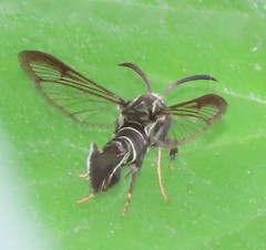 Aegerina